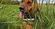 Vénom participe au concours pour gagner de l'argent avec cette photo : dog, grass, tongue, outdoor, sky, clouds, nature, animal, pet, greenery, playful, happy, canine, field, summer, sunlight, collar, snout, ears, daytime
