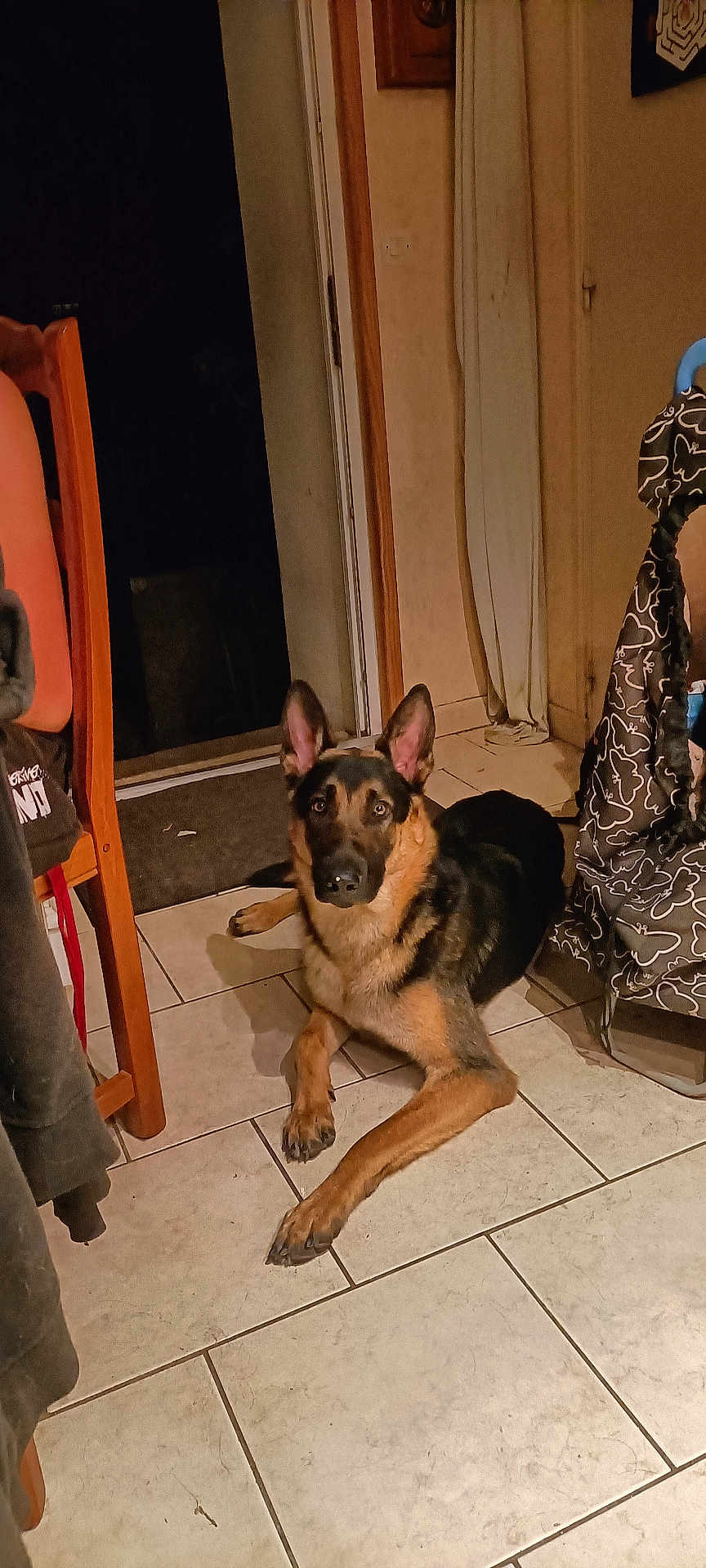 Volt a rejoint le concours — aidez-le/la à gagner de superbes lots ! dog, german_shepherd, indoor, tile_floor, furniture, chair, door, curtain, pet, animal, brown, black, ears, looking, resting, home, floor, domestic, canine, quiet