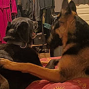 Volt a rejoint le concours — aidez-le/la à gagner de superbes lots ! dog, bed, paw, clothing, hanger, indoor, furniture, black_dog, brown_dog, bedspread, coat, jacket, tshirt, room, sleeve, sitting, pet, animal, relaxing, friendship