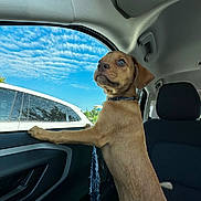 Levi joined the competition — help win amazing prizes! puppy, dog, car_interior, window, sky, clouds, leash, collar, curious, pet, animal, seat, door, sunlight, daytime, looking_out, transport, vehicle, brown_dog, young_dog