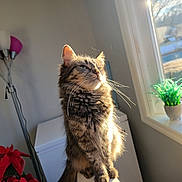 Kitty is registered to the contest to win money with this photo: animal, cat, contemplative, cozy, daylight, domestic_cat, fur, furniture, home, indoor, lamp, pen_holder, pens, pet, plant, poinsettia, sunlight, tabby_cat, whiskers, window