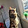 Kitty