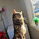 Kitty
