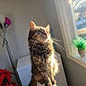 animal, cat, contemplative, cozy, daylight, domestic_cat, fur, furniture, home, indoor, lamp, pen_holder, pens, pet, plant, poinsettia, sunlight, tabby_cat, whiskers, window