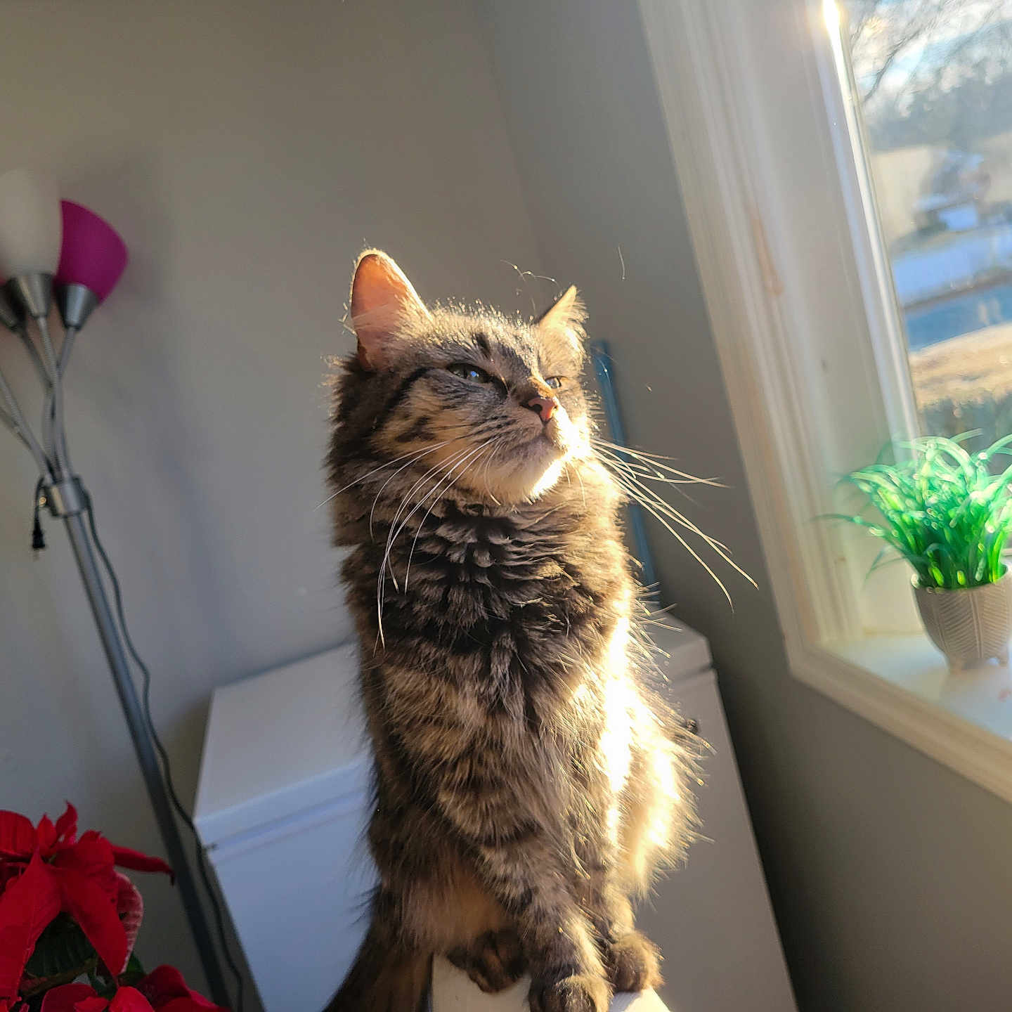 Kitty