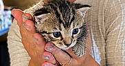 Kiara participe au concours pour gagner de l'argent avec cette photo : cat, kitten, animal, pet, feline, tabby, striped_fur, blue_eyes, whiskers, cute, fluffy, portrait, close_up, being_held, hands, person, indoor, home, bokeh, photography