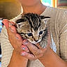 cat, kitten, animal, pet, feline, tabby, striped_fur, blue_eyes, whiskers, cute, fluffy, portrait, close_up, being_held, hands, person, indoor, home, bokeh, photography