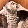 Kiara participe au concours pour gagner de l'argent avec cette photo : kitten, cat, newborn, sleeping, lying_down, striped_fur, tabby, pink_nose, paws, whiskers, furry, animals, litter, siblings, blanket, cozy, warm_lighting, wooden_background, cute, pet
