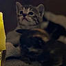 Kiara participe au concours pour gagner de l'argent avec cette photo : cat, kitten, tabby_cat, black_cat, brown_cat, animal, feline, cardboard_box, indoor, dim_lighting, blurry, soft_focus, sitting, lying_down, pet, fur, ears, whiskers, cozy, funny