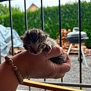 Kiara a rejoint le concours — aidez-le/la à gagner de superbes lots ! kitten, cat, tabby, newborn, furry, sleeping, tiny, animal, pet, hand, holding, bracelet, balcony, window, bars, outdoor, greenery, backyard, rooftop, portrait