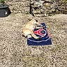 dog, puppy, tan_dog, small_dog, sleeping, lying_down, relaxed, outdoor, patio, stone_ground, stone_wall, towel, sunlight, shadow, potted_plant, rustic, courtyard, summer, pet, animal
