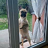 dog, french_bulldog, pet, animal, standing, upright, glass_door, window, curtain, indoors, outdoors, garden, patio, backyard, wooden_floor, portrait, funny, alert, daylight, home