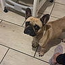 french_bulldog, dog, pet, animal, standing, indoors, kitchen, tile_floor, baby_chair, high_chair, wheels, ears, short_snout, wrinkled_face, brown_coat, black_muzzle, alert, looking_at_camera, human_foot, home