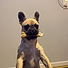 dog, french_bulldog, pet, bone, sitting, upright, indoors, portrait, table, black_table, tan_fur, dark_eyes, ears, paws, wrinkled_face, snout, home, wall, tile, funny
