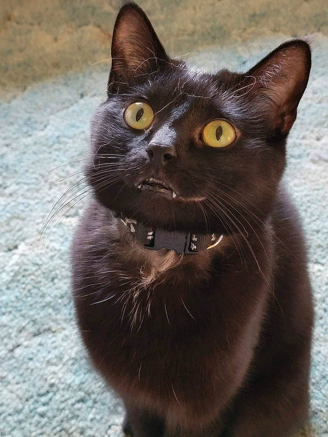 Malachi is registered to the contest to win money with this photo: black_cat, bombay, carnivore, cat, domestic_short_haired_cat, felidae, fur, small_to_medium_sized_cats, snout, terrestrial_animal, whiskers