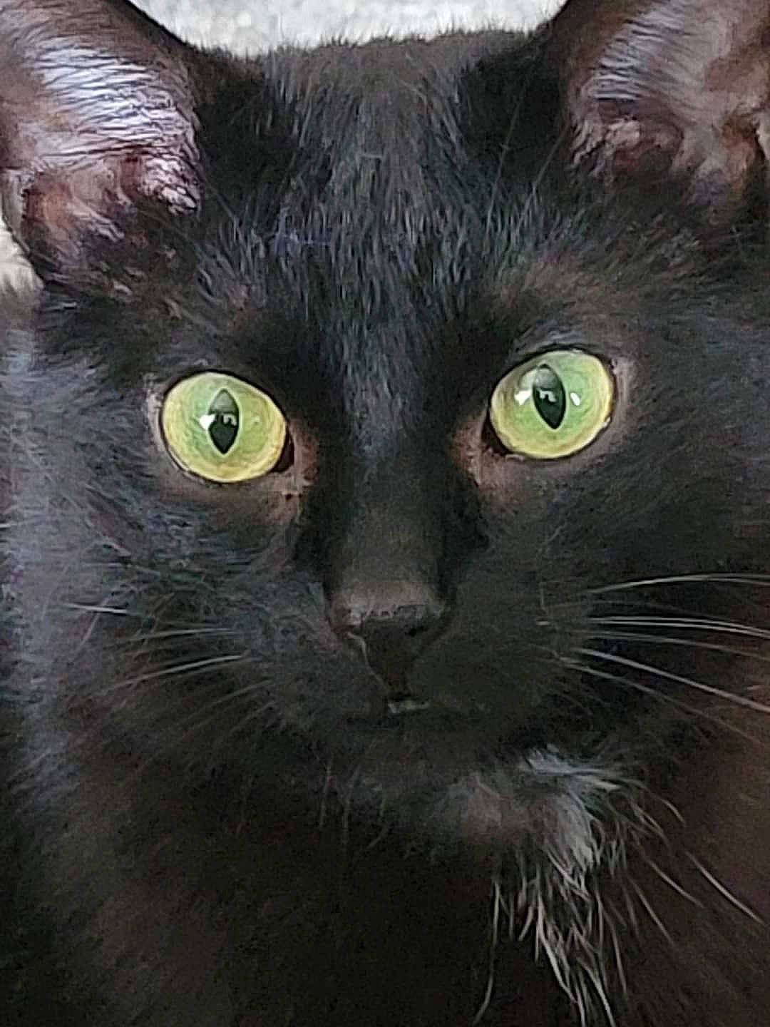 Malachi joined the competition — help win amazing prizes! art, black_cat, bombay, carnivore, cat, close_up, domestic_short_haired_cat, felidae, fur, havana_brown, iris, mammal, small_to_medium_sized_cats, snout, terrestrial_animal, whiskers