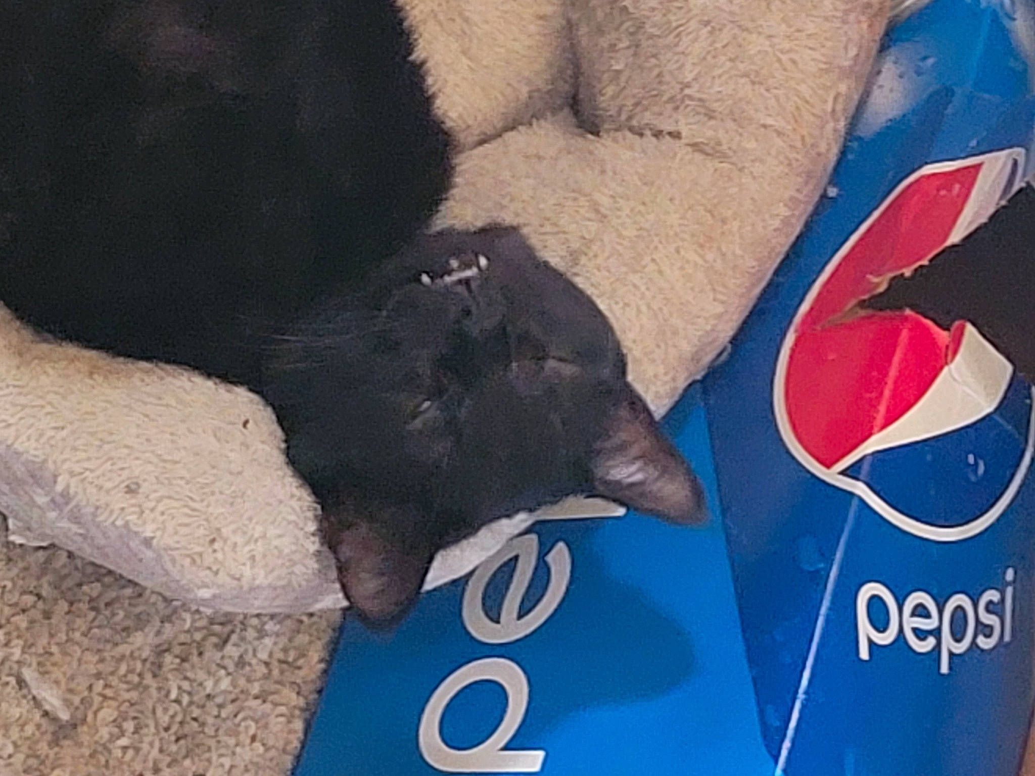 Malachi is registered to the contest to win money with this photo: carmine, comfort, companion_dog, dog, dog_breed, electric_blue, felidae, font, fur, guard_dog, human_leg, logo, paw, small_to_medium_sized_cats, snout, symbol, tail, terrestrial_animal, toy_dog, working_animal