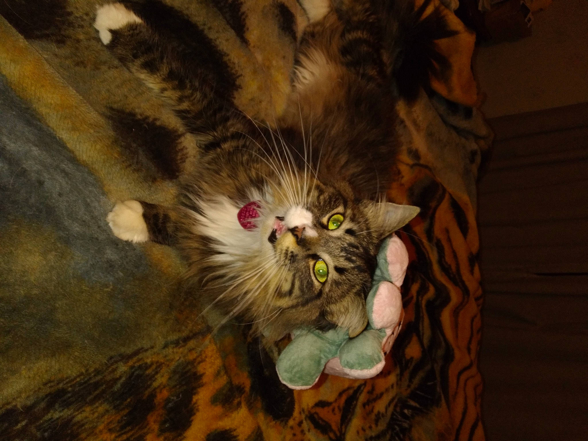 Hawkfrost joined the competition — help win amazing prizes! carnivore, cat, claw, darkness, domestic_short_haired_cat, fawn, felidae, foot, fur, hardwood, paw, photo_caption, small_to_medium_sized_cats, tail, whiskers, wildlife, wood