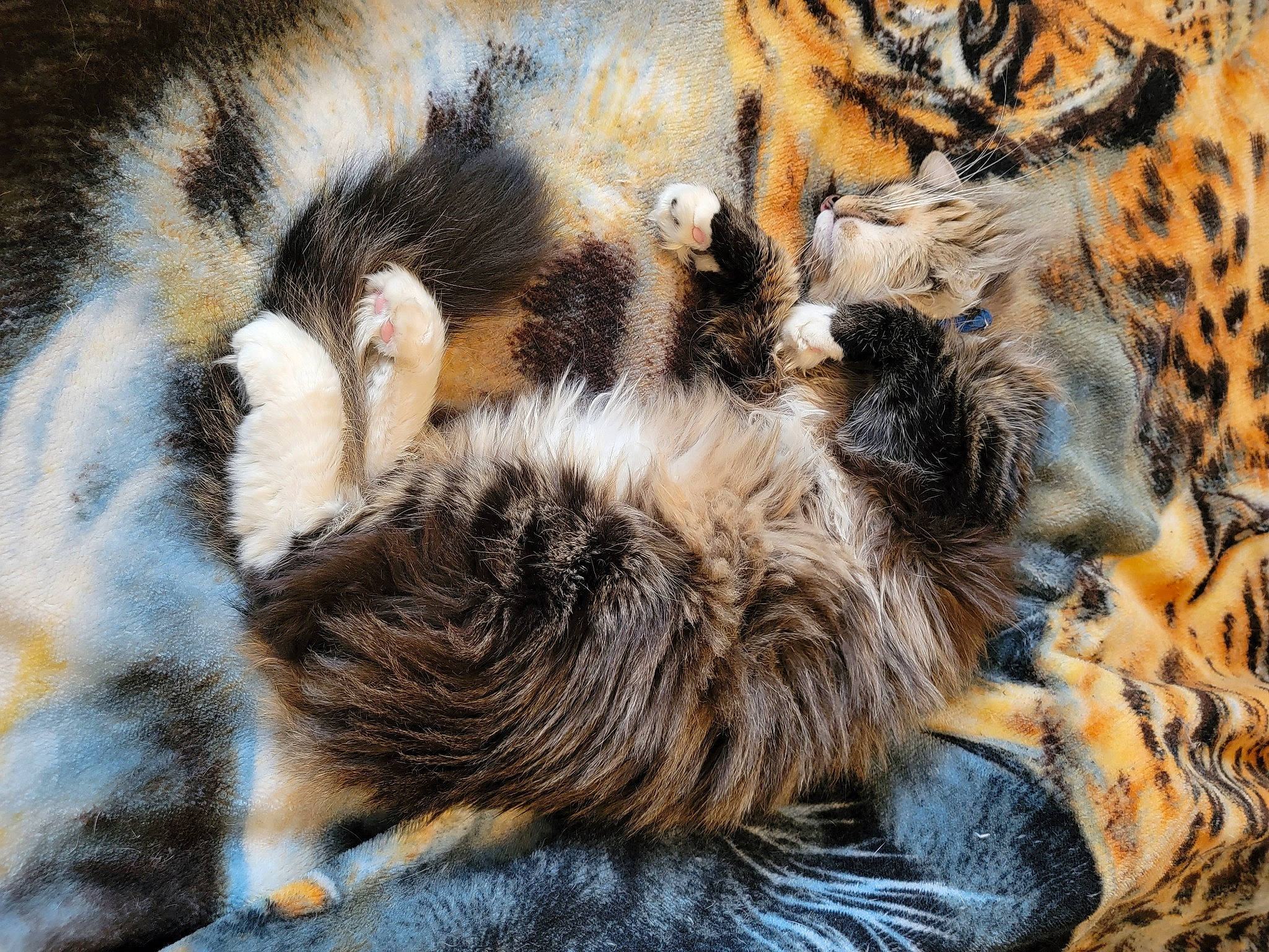 Hawkfrost joined the competition — help win amazing prizes! big_cats, carnivore, cat, claw, domestic_short_haired_cat, fawn, felidae, fur, leopard, natural_material, organism, pattern, paw, small_to_medium_sized_cats, snout, tail, terrestrial_animal, vertebrate, whiskers, wildlife