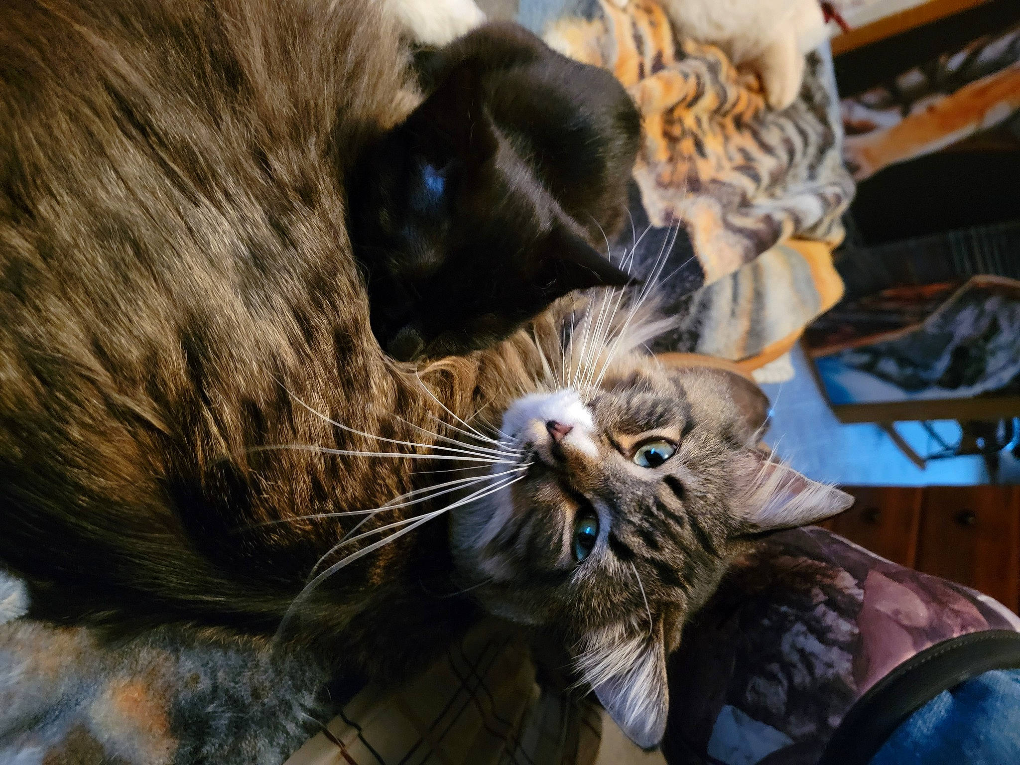 Hawkfrost joined the competition — help win amazing prizes! carnivore, cat, claw, comfort, domestic_short_haired_cat, fang, felidae, fur, mammal, paw, small_to_medium_sized_cats, snout, terrestrial_animal, vertebrate, whiskers, wildlife