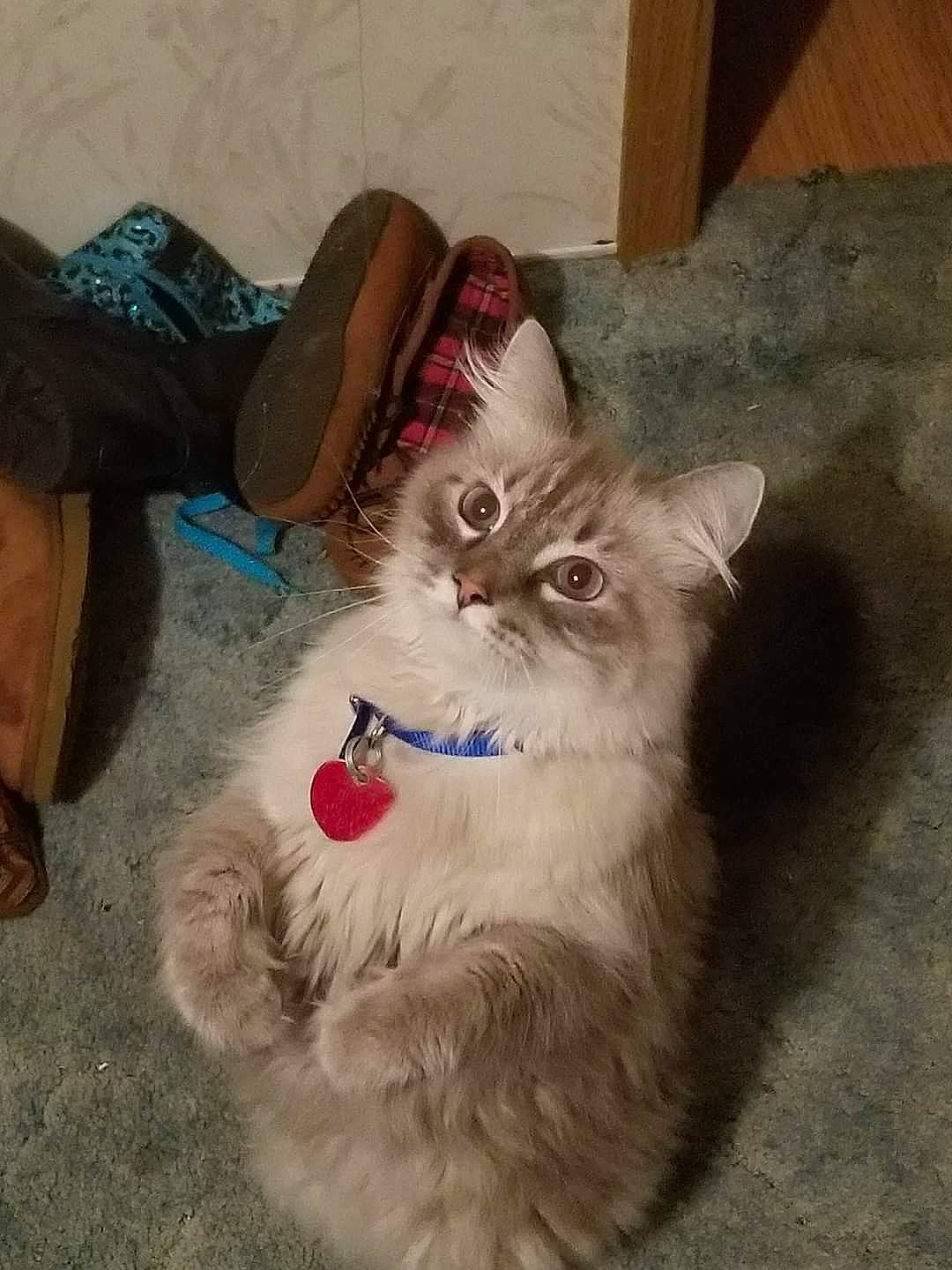 Fang joined the competition — help win amazing prizes! british_longhair, canidae, carnivore, cat, claw, comfort, companion_dog, dog_breed, fang, fawn, felidae, foot, fur, paw, persian, ragdoll, small_to_medium_sized_cats, snout, tail, whiskers