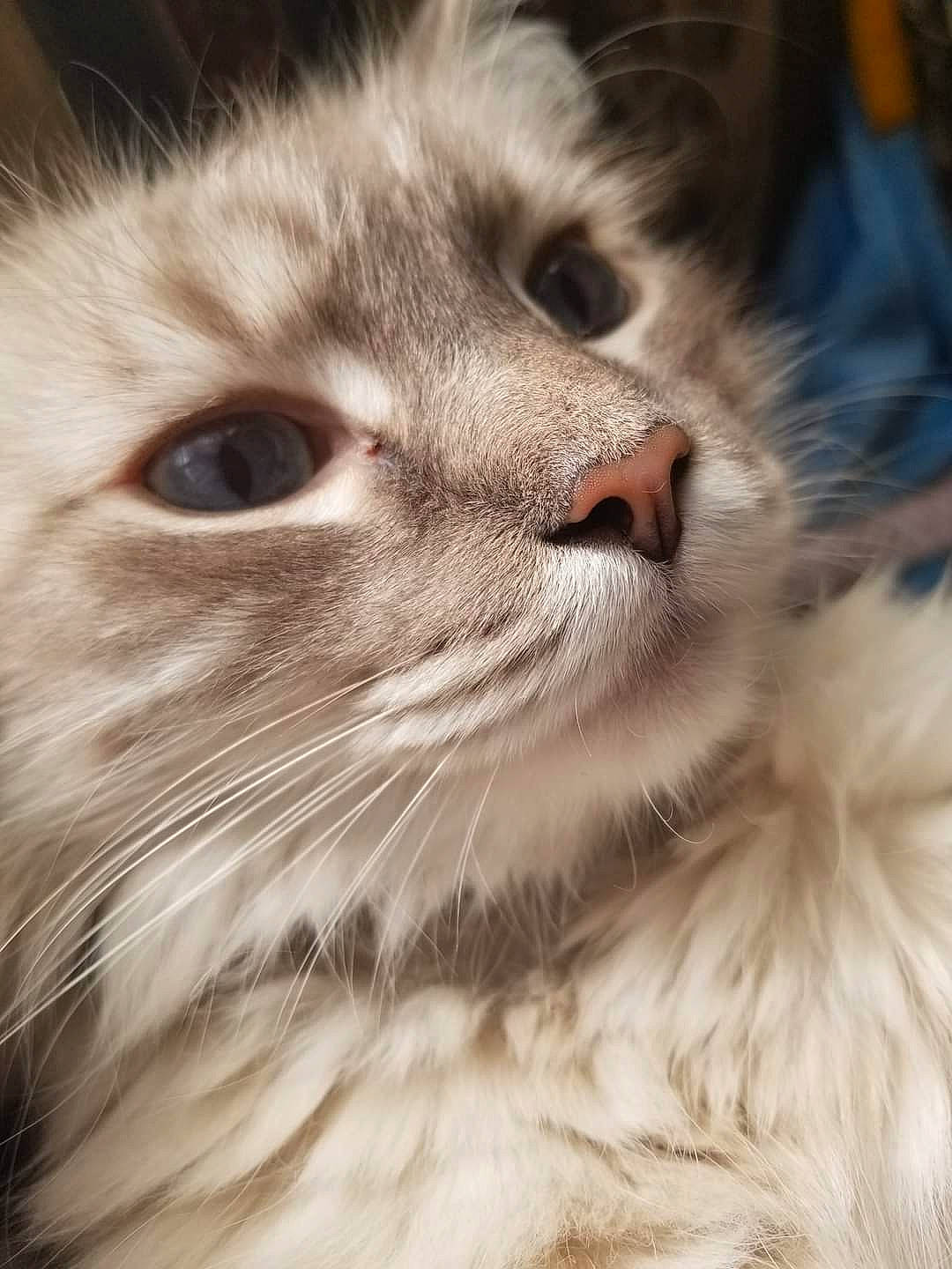 Fang is registered to the contest to win money with this photo: carnivore, cat, close_up, domestic_short_haired_cat, eye, felidae, fur, hair, head, laperm, maine_coon, paw, small_to_medium_sized_cats, snout, terrestrial_animal, whiskers, wildlife