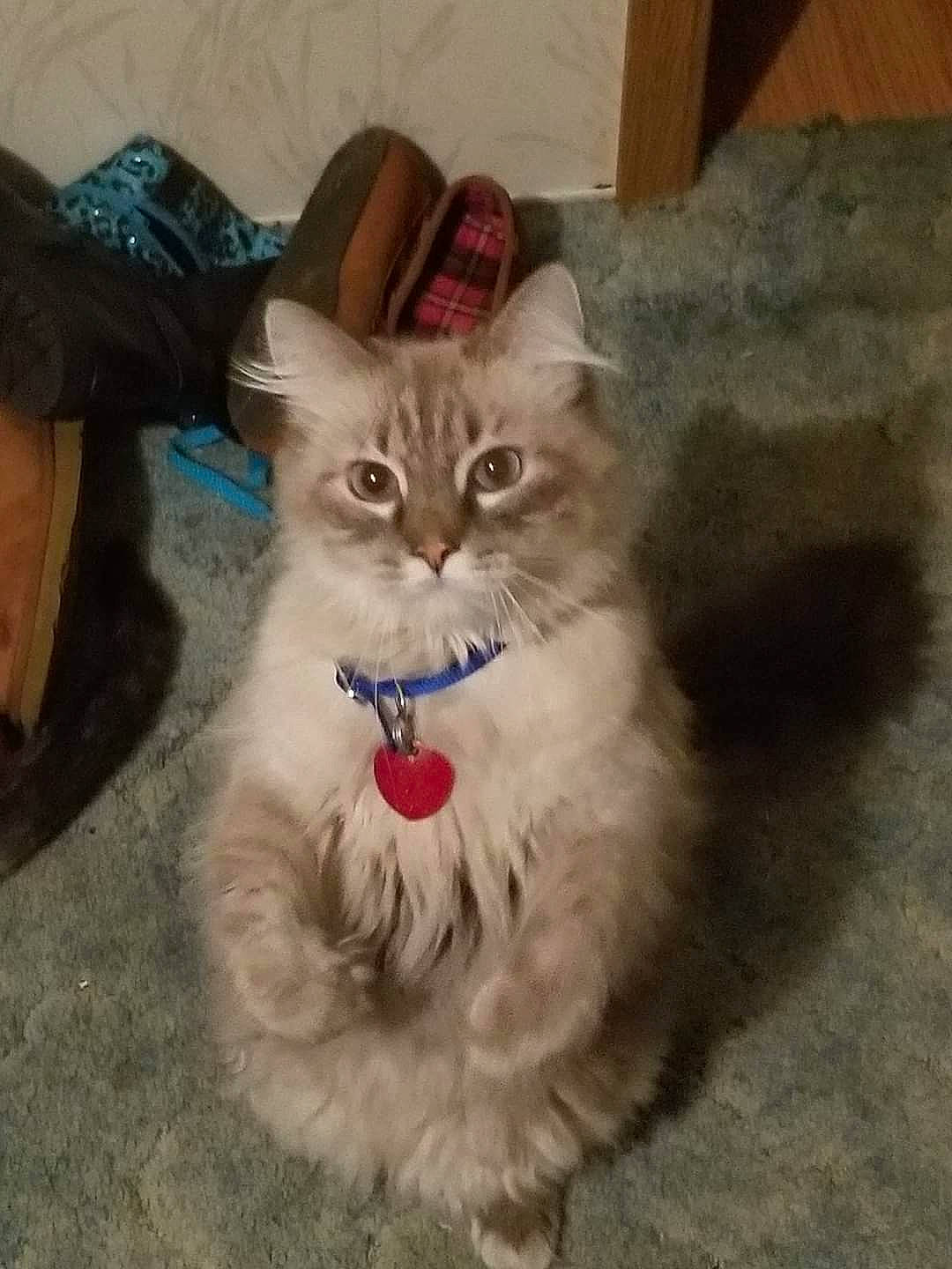 Fang joined the competition — help win amazing prizes! british_longhair, carnivore, cat, claw, comfort, companion_dog, dog_breed, fang, fawn, felidae, fur, paw, persian, ragdoll, sitting, small_to_medium_sized_cats, tail, terrestrial_animal, whiskers