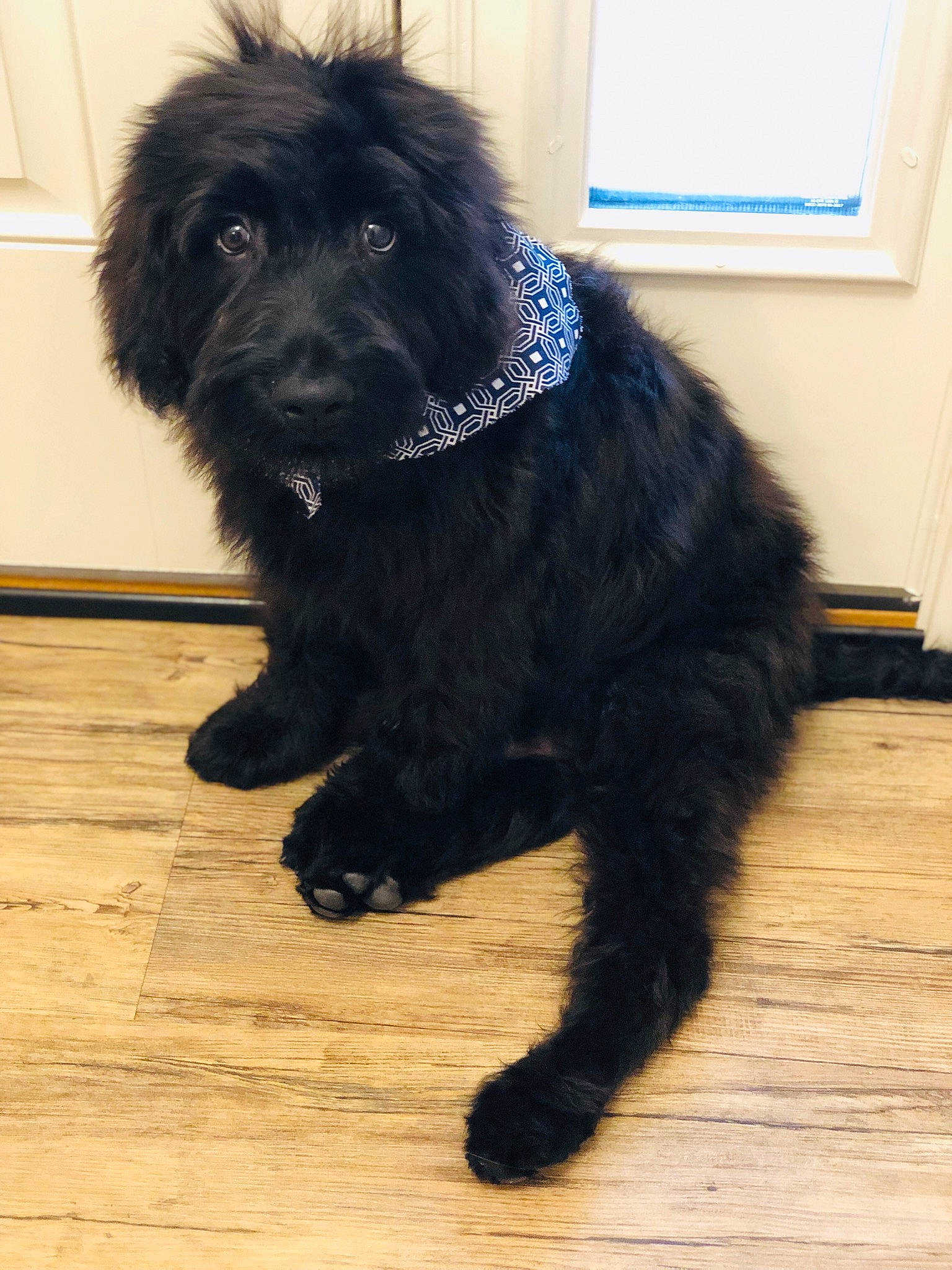 Crosby joined the competition — help win amazing prizes! canidae, carnivore, cockapoo, companion_dog, dog, dog_breed, fur, labradoodle, mammal, newfoundland, puppy, schnoodle, sporting_group, terrier, vertebrate