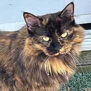 Charlie joined the competition — help win amazing prizes! animal, black, brown, carpet, cat, close_up, ears, face, fluffy, fur, golden_eyes, indoor, long_hair, pet, portrait, relaxed, rug, sitting, tortoiseshell, whiskers