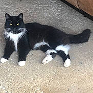 Bootsie joined the competition — help win amazing prizes! animal, black_and_white, cat, concrete, couch, feline, fluffy, ground, longhaired, lounging, lying_down, outdoor, paws, pet, portrait, relaxed, tail, tuxedo_cat, whiskers, yellow_eyes