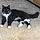 Bootsie