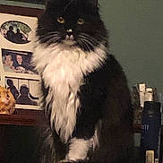 Aux joined the competition — help win amazing prizes! animal, black_and_white, books, bottles, cat, desk, ears, fluffy, framed_pictures, home, indoors, long_hair, low_light, pet, portrait, shelf, sitting, tuxedo_cat, whiskers, yellow_eyes