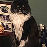 animal, black_and_white, books, bottles, cat, desk, ears, fluffy, framed_pictures, home, indoors, long_hair, low_light, pet, portrait, shelf, sitting, tuxedo_cat, whiskers, yellow_eyes