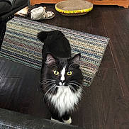 Skoshie is registered to the contest to win money with this photo: black_and_white, cabinet, cat, fluffy, furniture, green_eyes, home_decor, indoor, living_room, long_hair, looking_at_camera, pet, portrait, rug, scratching_pad, sitting, slippers, tuxedo_cat, whiskers, wood_floor