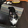 black_and_white, cabinet, cat, fluffy, furniture, green_eyes, home_decor, indoor, living_room, long_hair, looking_at_camera, pet, portrait, rug, scratching_pad, sitting, slippers, tuxedo_cat, whiskers, wood_floor
