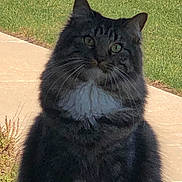 Zista is registered to the contest to win money with this photo: animal, black_cat, cat, ears, feline, fluffy, front_view, fur, grass, green_eyes, lawn, long_hair, outdoor, patio, pet, portrait, royal_pose, sidewalk, sitting, whiskers