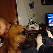 Copper is registered to the contest to win money with this photo: brown, canine, casual, close_up, dog, door, electronics, furniture, home, indoor, living_room, person, photo_frame, printer, relaxing, shadow, socks, table, television, wall