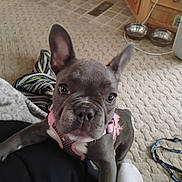 Lexi is registered to the contest to win money with this photo: puppy, dog, pet, indoor, carpet, pink_harness, ears, floor, leash, dog_bowls, curious, closeup, person_leg, resting_paws, canine, domestic_animal, young_dog, home, animal, cute