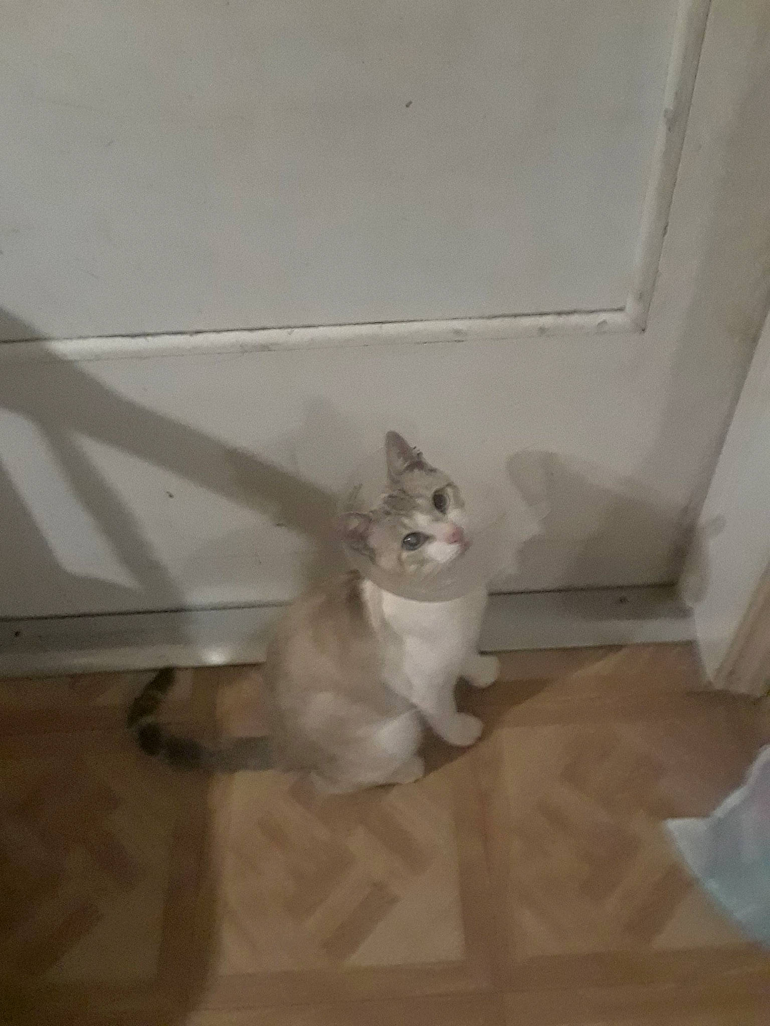 Blade joined the competition — help win amazing prizes! burmilla, carnivore, cat, domestic_short_haired_cat, fawn, felidae, floor, flooring, hardwood, kitten, mammal, ojos_azules, small_to_medium_sized_cats, tail, tile, whiskers, wood