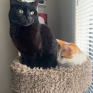 Bradley is registered to the contest to win money with this photo: black_cat, orange_cat, cat_tree, window, blinds, bookshelf, indoor, pet, feline, cozy, fur, sitting, resting, home, curious, animal, domestic_cat, two_cats, carpeted, relaxed