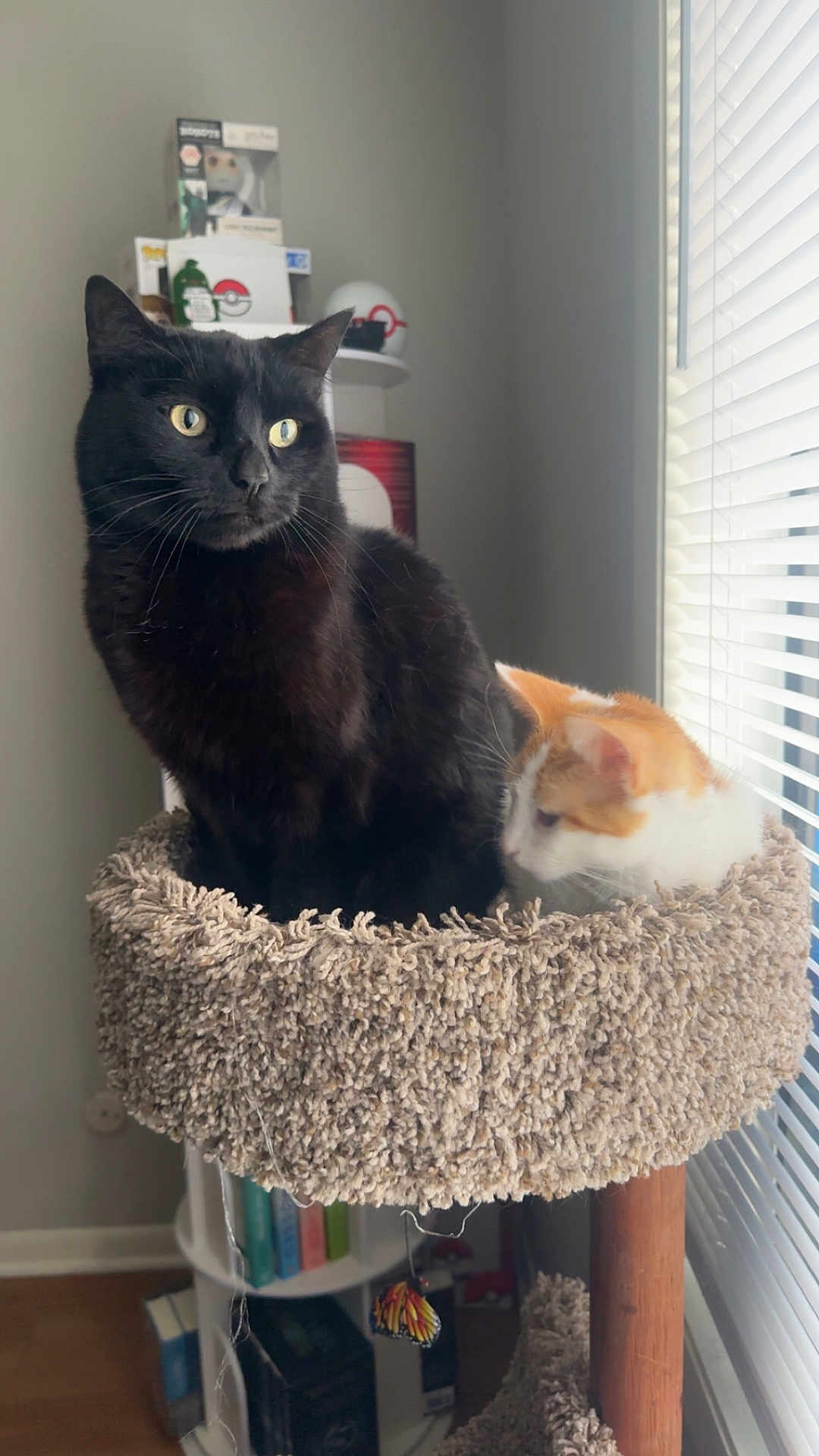 Bradley is registered to the contest to win money with this photo: black_cat, orange_cat, cat_tree, window, blinds, bookshelf, indoor, pet, feline, cozy, fur, sitting, resting, home, curious, animal, domestic_cat, two_cats, carpeted, relaxed