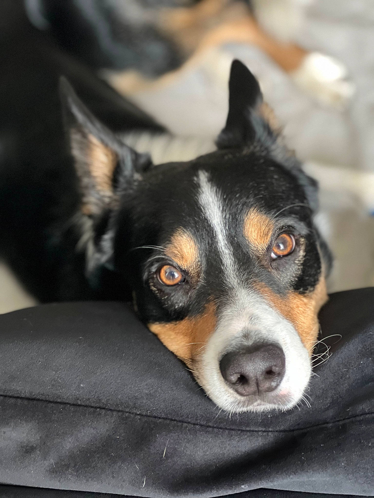 Oscar is registered to the contest to win money with this photo: canidae, carnivore, companion_dog, dog, dog_breed, ear, prazsky_krysarik, snout, sporting_group, terrier, toy_dog, whiskers, working_animal, working_dog