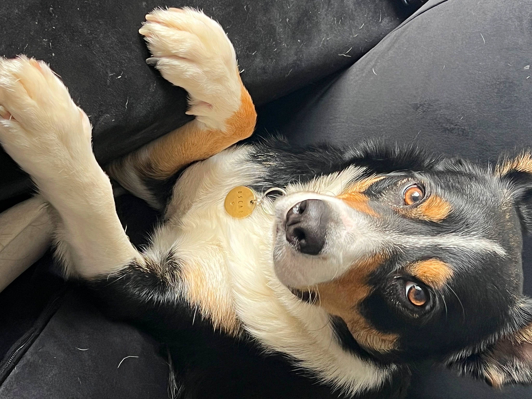 Oscar is registered to the contest to win money with this photo: art, canidae, carnivore, companion_dog, dog, dog_breed, fur, gesture, illustration, mammal, paw, snout, terrestrial_animal, vertebrate, whiskers, wildlife