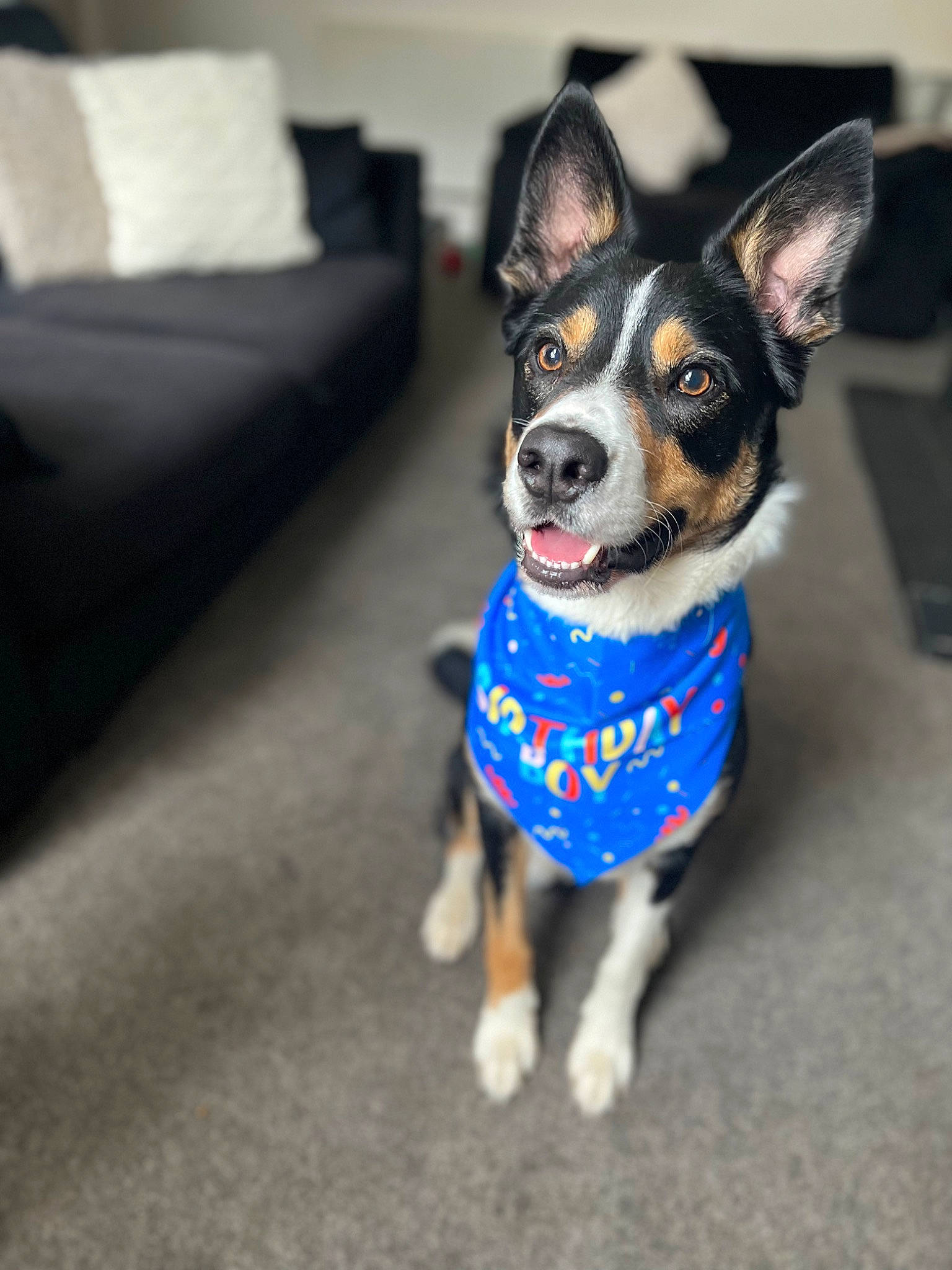 Oscar is registered to the contest to win money with this photo: canidae, carnivore, collar, companion_dog, couch, dog, dog_breed, dog_collar, dog_supply, electric_blue, fur, paw, pillow, snout, sporting_group, studio_couch, toy_dog, whiskers, working_animal, working_dog