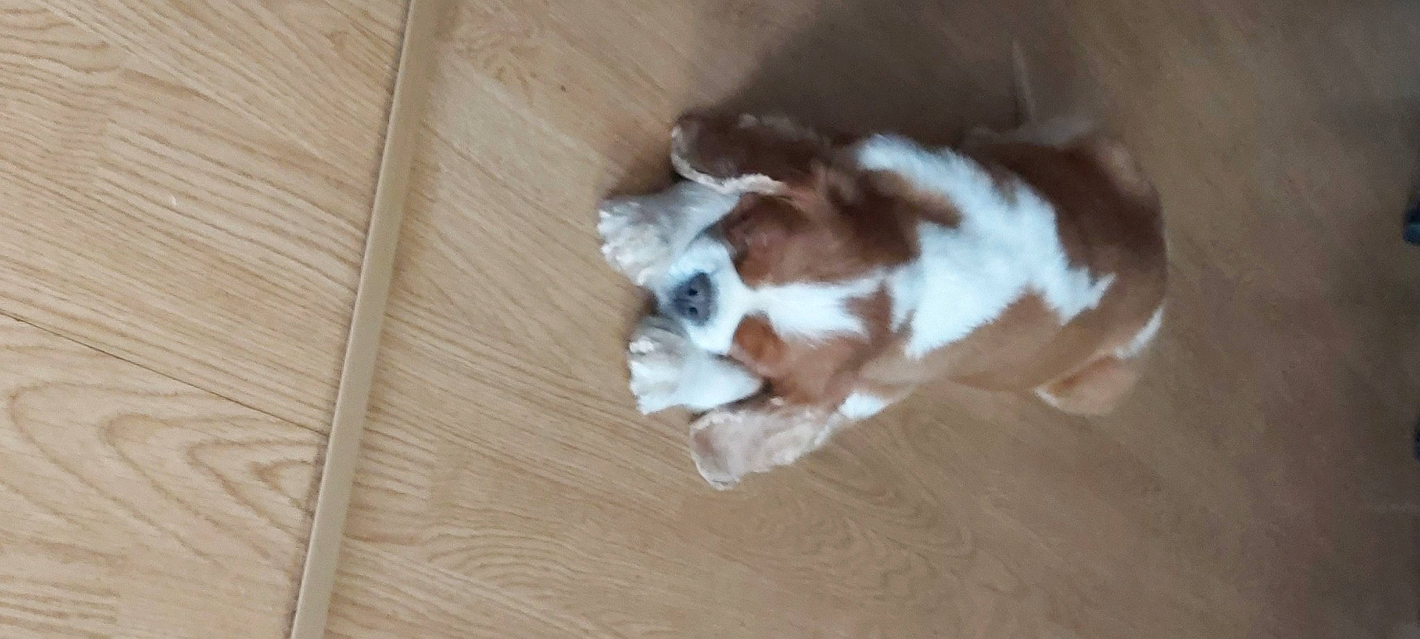 Jack a rejoint le concours — aidez-le/la à gagner de superbes lots ! brown, carnivore, cat, comfort, companion_dog, dog_breed, fawn, felidae, floor, flooring, fur, hardwood, paw, small_to_medium_sized_cats, sporting_group, tail, varnish, whiskers, wood, wood_stain