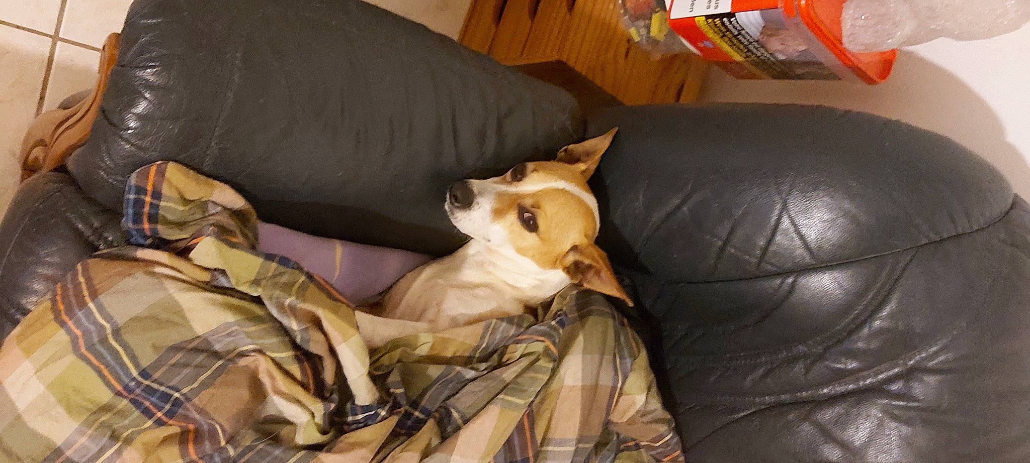 Ice a rejoint le concours — aidez-le/la à gagner de superbes lots ! bean_bag, bean_bag_chair, canidae, carnivore, comfort, companion_dog, couch, dog, dog_breed, dog_supply, fawn, felidae, fur, linens, room, small_to_medium_sized_cats, sporting_group, toy_dog, whiskers, working_animal