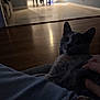 cat, pet, indoor, wooden_floor, dim_light, cozy, lap, human_hand, sitting, portrait, ears, whiskers, domestic_cat, furniture, doorway, dining_table, home_interior, shadow, low_light, relaxed