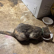 Mina joined the competition — help win amazing prizes! cat, feline, pet, eating, food, bowl, paper_plate, kibble, concrete_floor, cracked_floor, indoor, collar, green_collar, tail, shadow, cardboard_box, appliance, feeding, domestic, grey_tortoiseshell