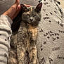 cat, tortoiseshell_cat, pet, lap, blanket, pajamas, hand, sofa, indoor, cozy, sleepy, relaxed, fur, whiskers, ears, patterned_fabric, text_on_blanket, comfort, human_hand, portrait