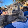 cat, feline, yellow_eyes, lap, person_partial, hand, jeans, outdoor, backyard, chair, chicken, rooster, poultry, farmyard, sunlight, grass, fence, close_up, portrait, relaxed